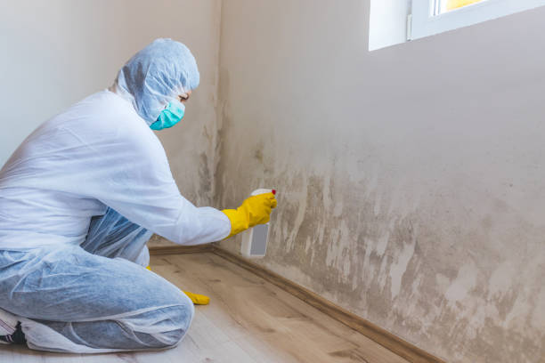 Licensed Mold Remediation service in Grantville, GA - WQB Mold Removal